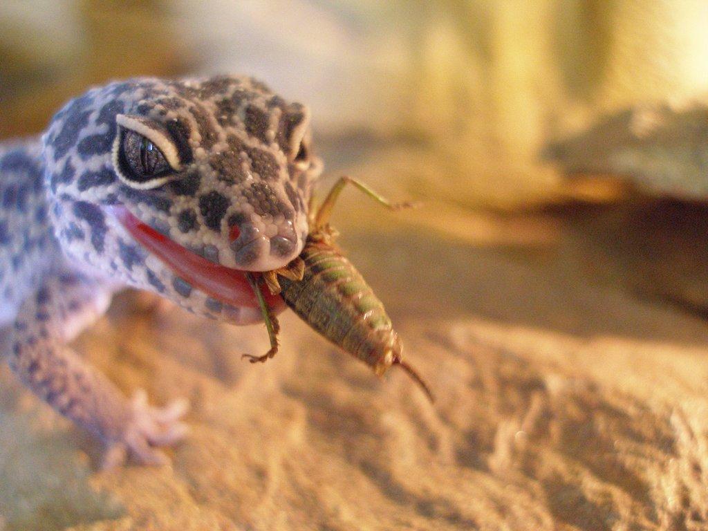 Kompletní průvodce chovem gekončíka nočního