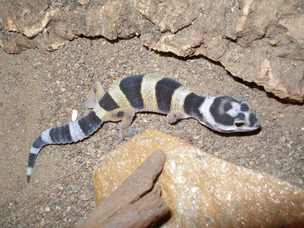 Kompletní průvodce chovem gekončíka nočního