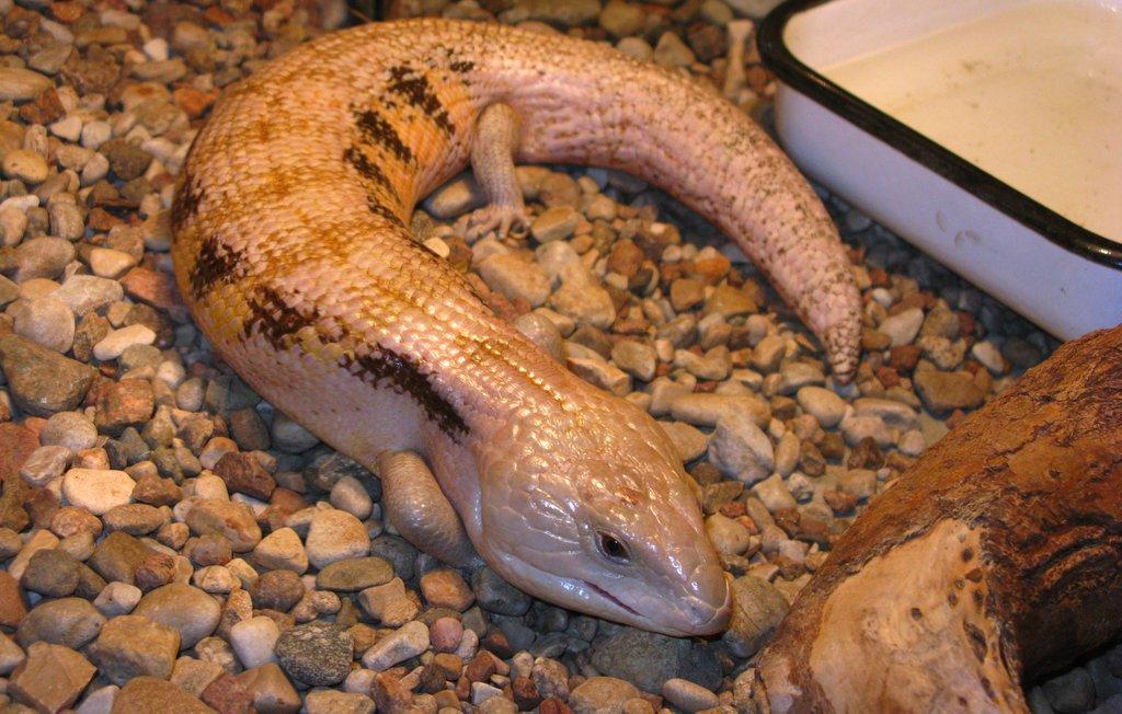 Tilikva obrovská: Přátelský ještěr s jazykem v barvách nebe