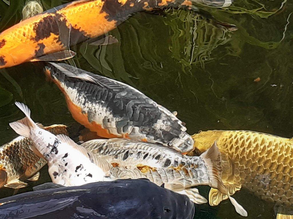 Tajemství chovu koi kaprů