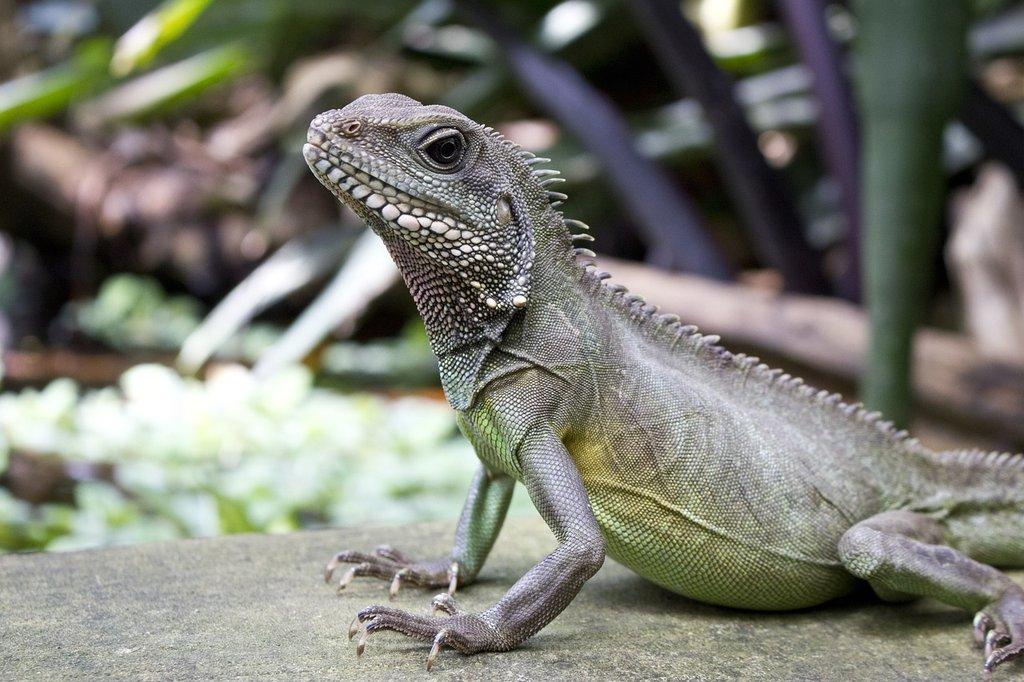 Chov a odchov agam Physignathus cocincinus