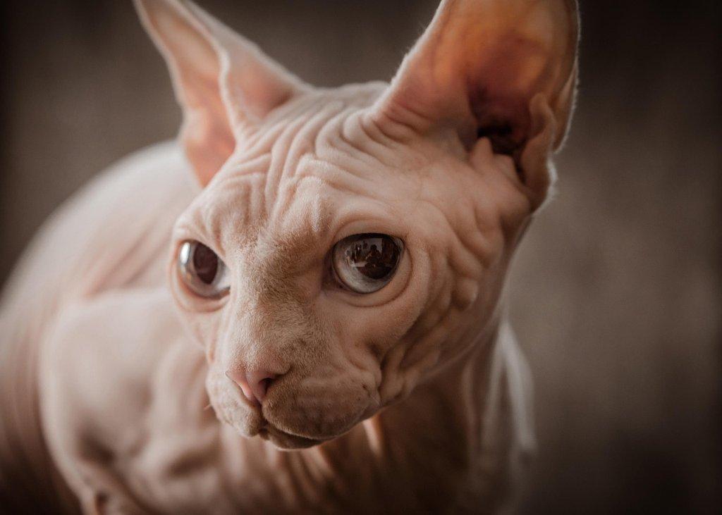 Sphynx: Bezsrstý extrovert, se kterým se nebudete nudit. Alergikům však nejspíš radost neudělá