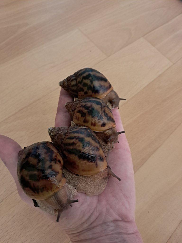 Africký šnek Achatina Achatina Ghana F1