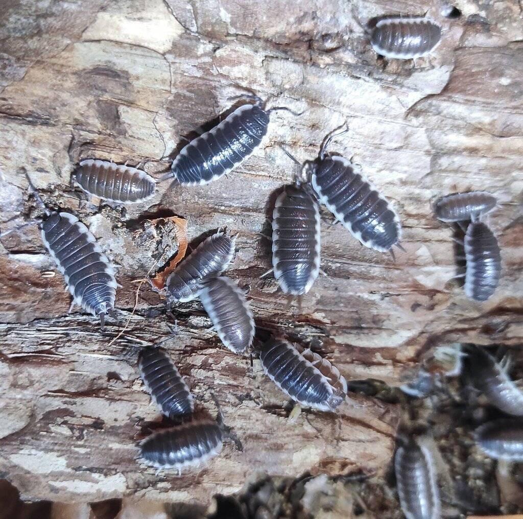 Isopody - stínky a svinky