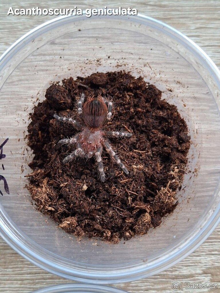 Sklípkani - Aquatera Kroměříž 14.9 + zasílám