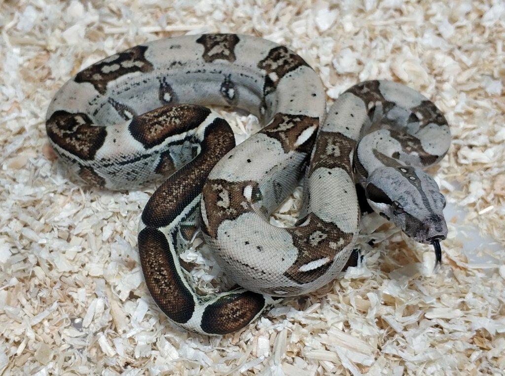 Boa imperator - Normal a Hypo 66% het Sterling VPI