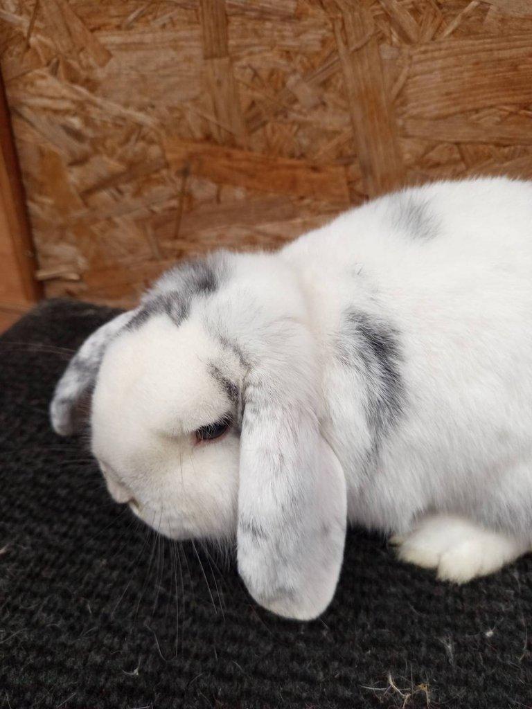 Zakrslý beran rhönský