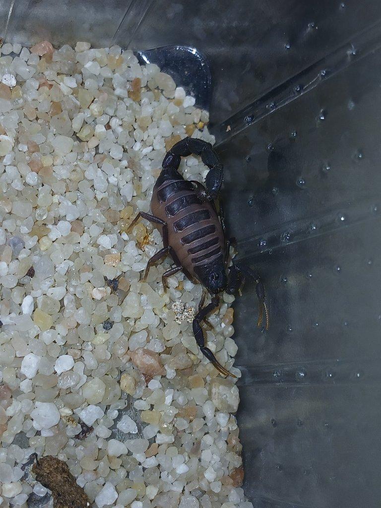 Nabídka štírů  Ž. E. 11. 4.