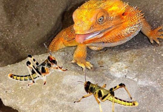 Prodej sarančat z rodinného chovu, nejlevnější v ČR