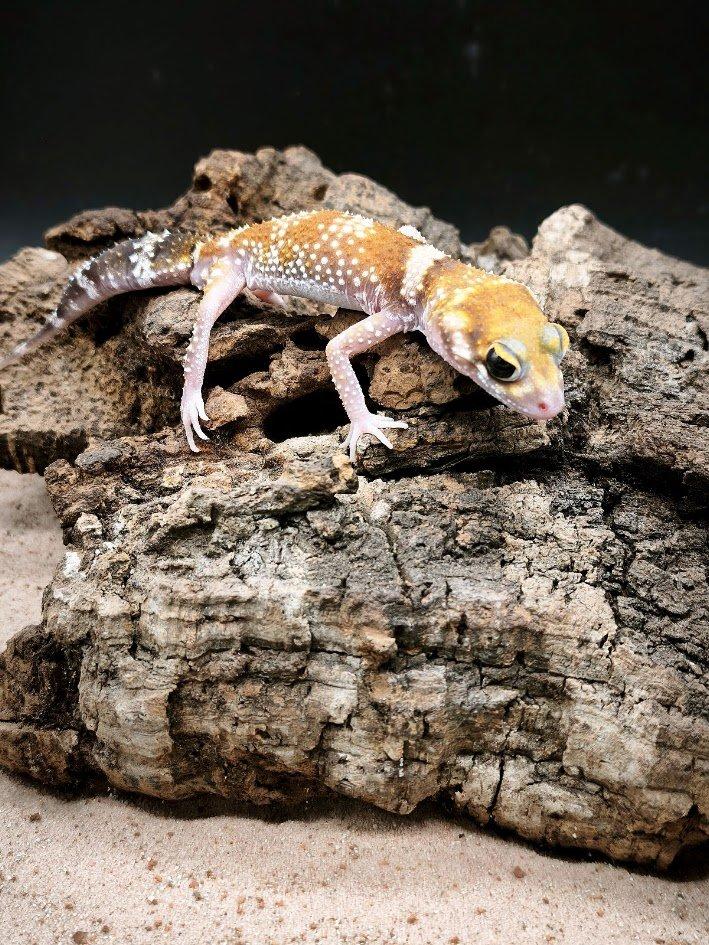 Výprodejová akce mláďat – Underwoodisaurus milii – Pagekon miliův