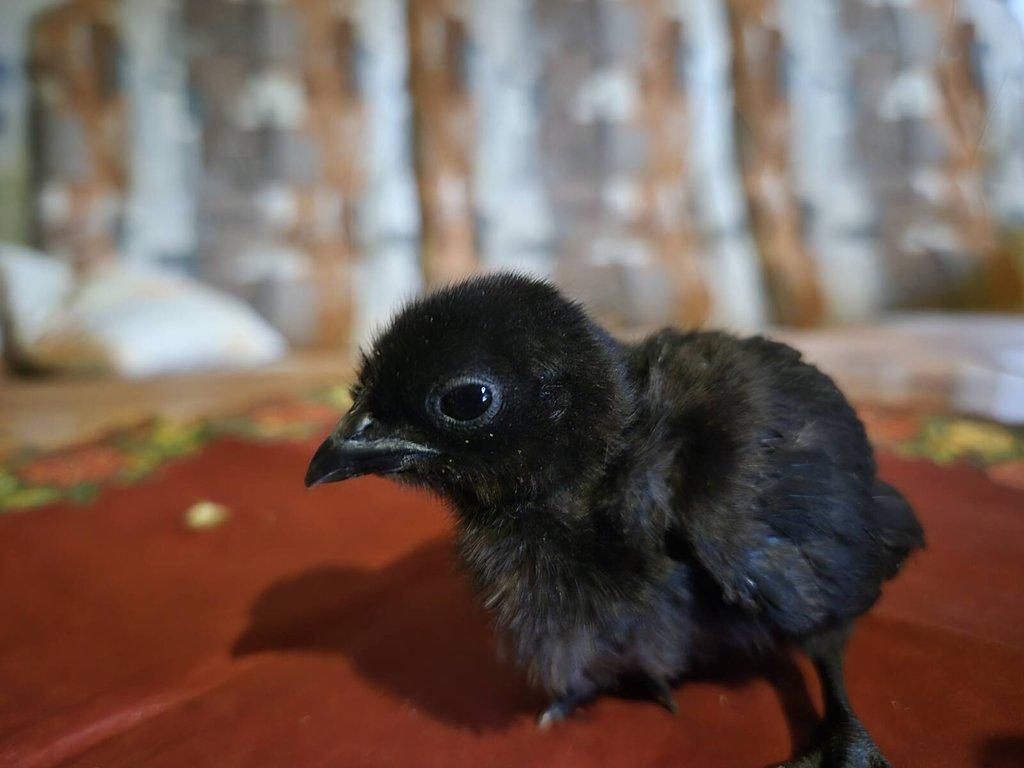 Ayam Cemani kuřata