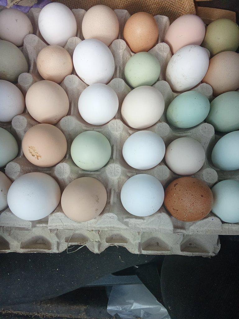 Vejce do líhně nebo k užitku