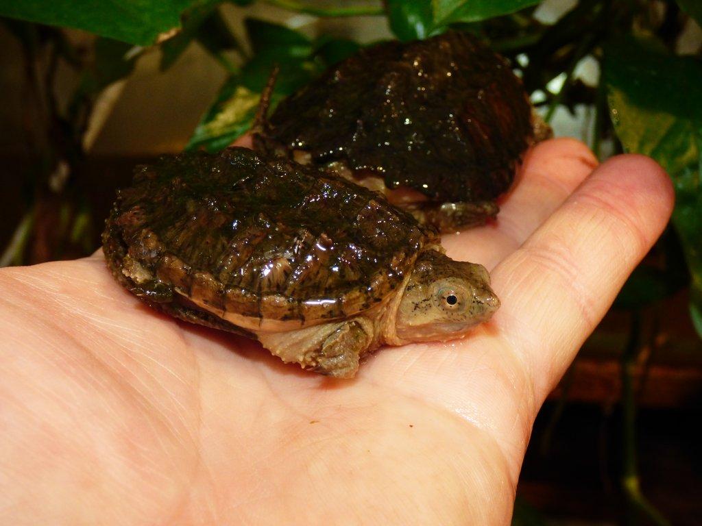 Kajmanka dravá (Chelydra serpentina) vlastní odchov