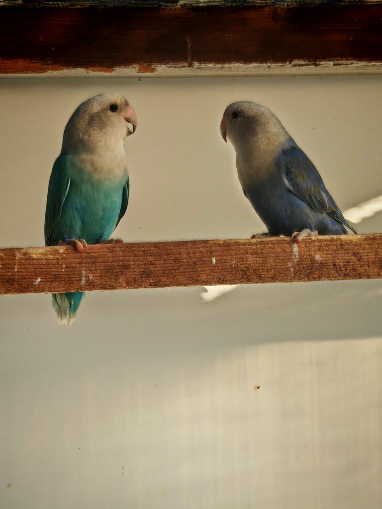 Agapornis růžohrdlý samci s DNA