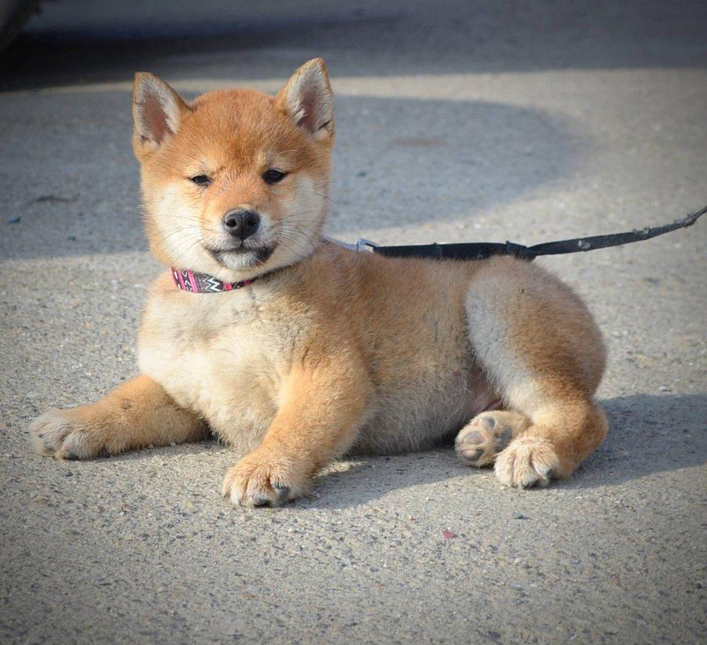 Shiba Inu Štěňata
