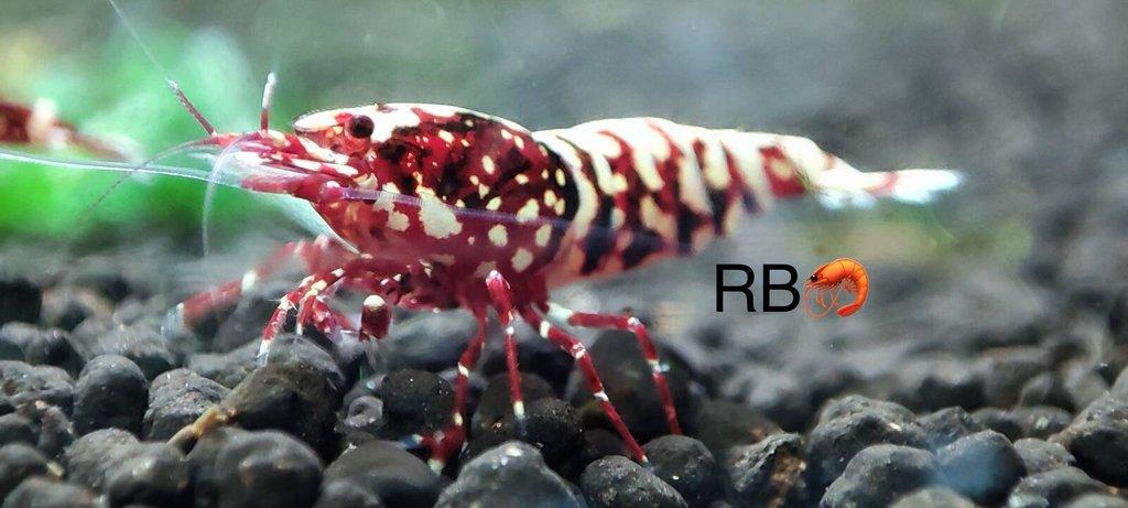 TOP PREMIUM AKVA KREVETKY Caridina a Neocaridina - Odchovy