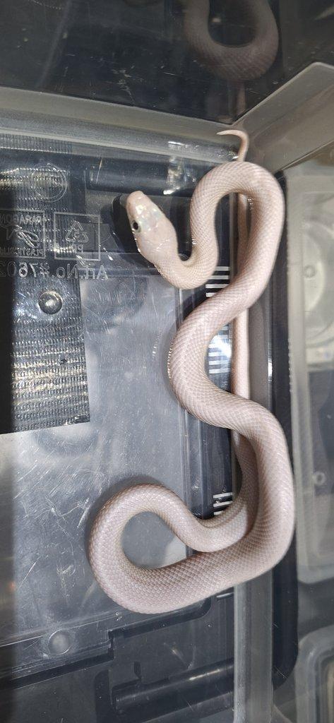 Ponúkam nasledovne druhy: