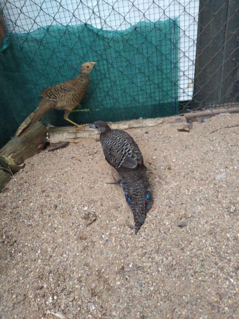 Bažant paví šedý 1,0 kroužek 25