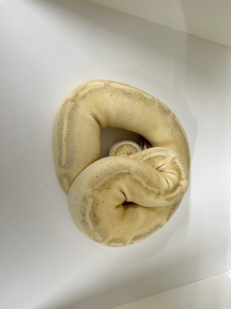 Krajta královská (Python regius)