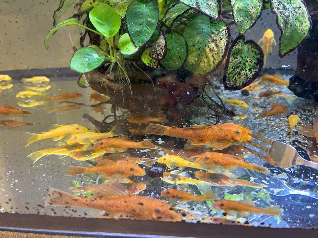 Ancistrus sp. super red - odchovy