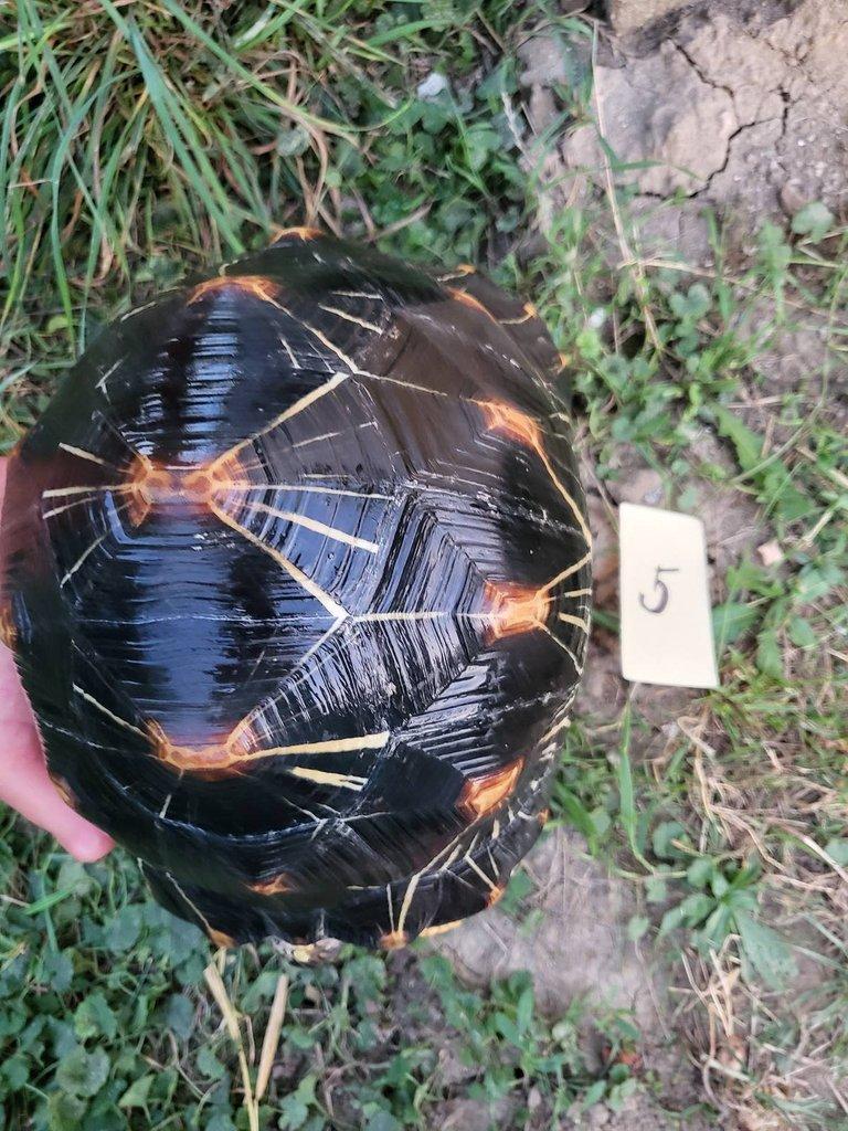 Astrochelys radiata subadult