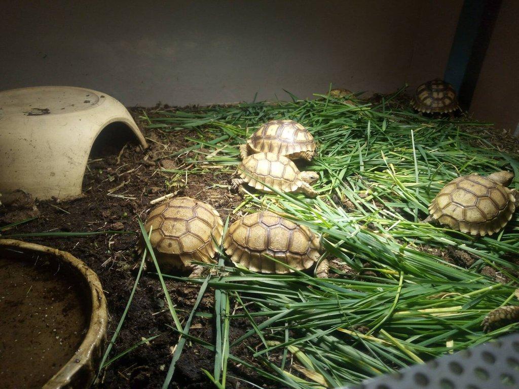 Želva ostruhatá (Centrochelys sulcata)