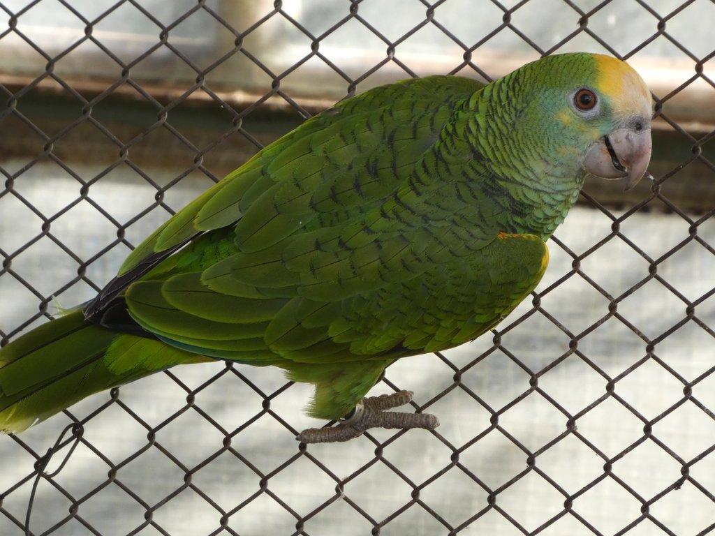 Amazoňan žlurtoramenný /Amazona barbadensis/