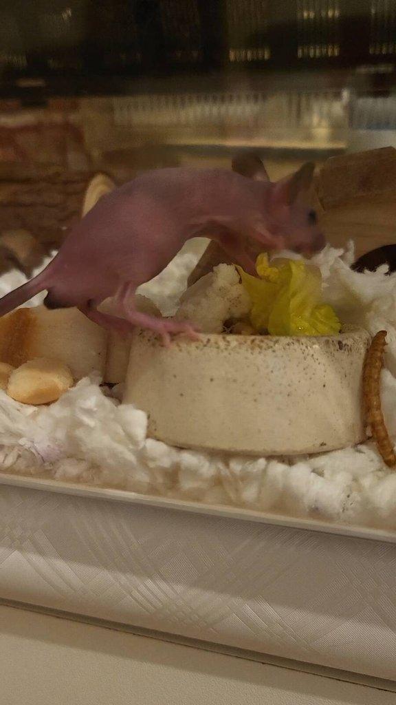 Naháček (myš bezsrstá - hairless (nunu))