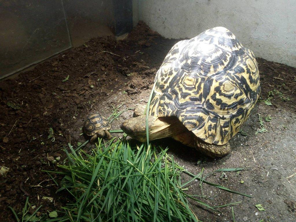 Želva pardálí ( stigmochelys pardalis babcocki )