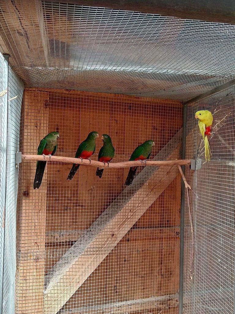 Papoušek královský