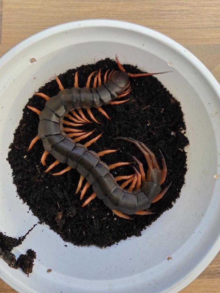 Scolopendry-obrovské stonožky