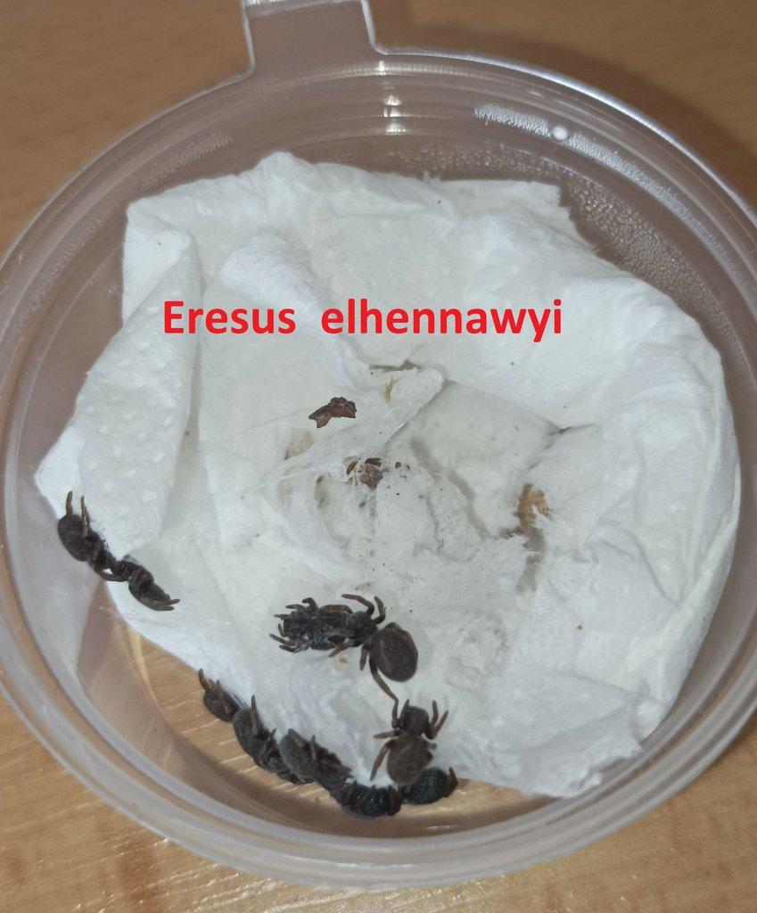 Stepníci rodu Eresus 3 druhy - Posledních pár kusů!