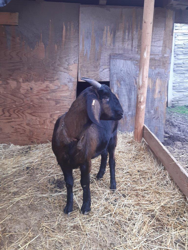 Anglonubijská koza podílová s POP