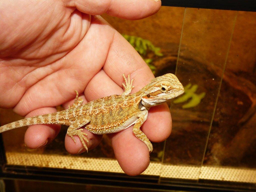 Agama vousatá (Pogona vitticeps)