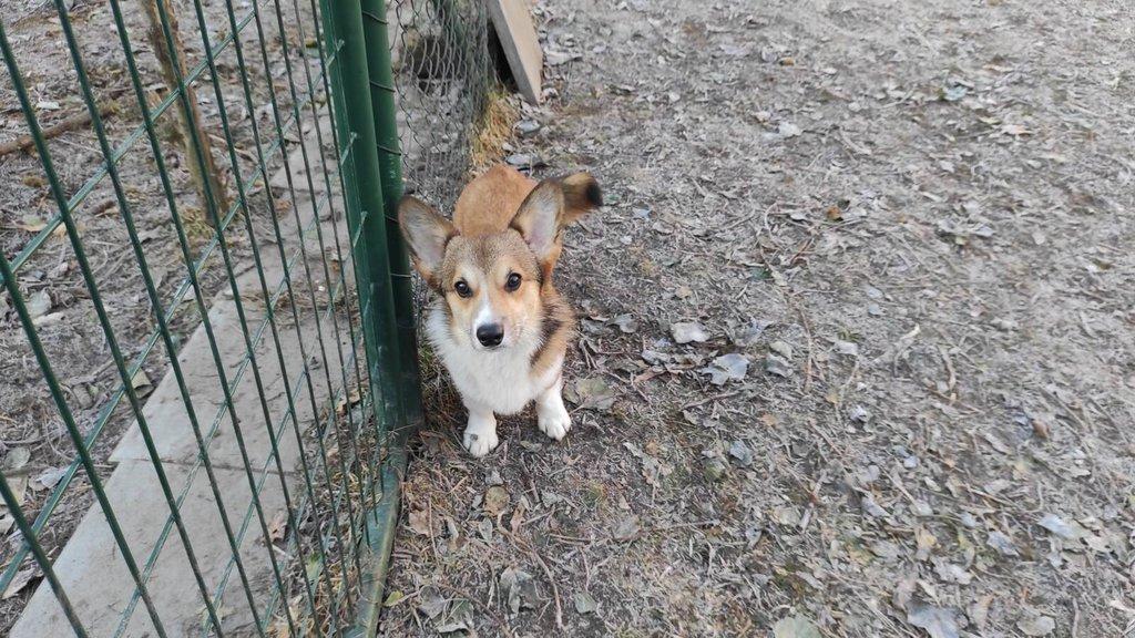 Welsh Corgi Pembroke
