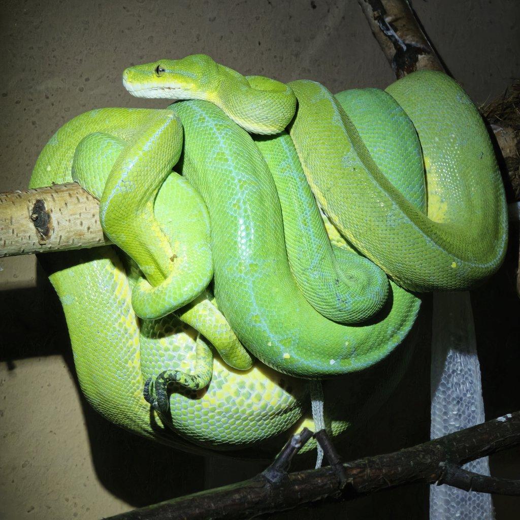 Morelia azurea pulcher (viridis)