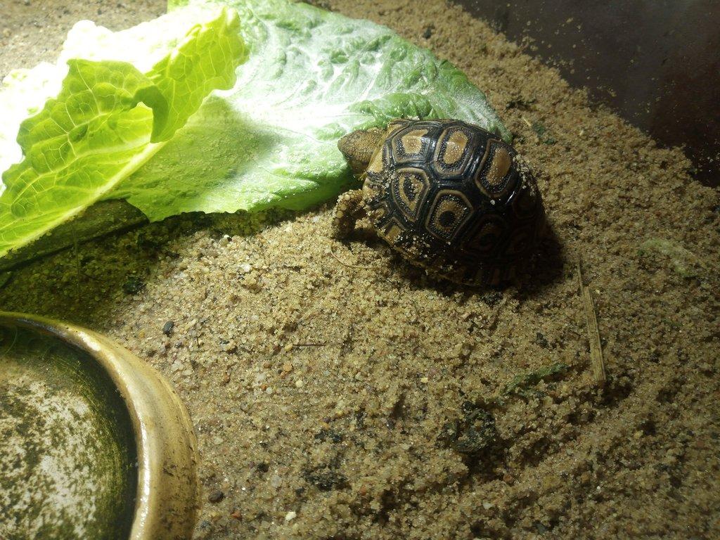 Želva pardálí ( stigmochelys pardalis babcocki )