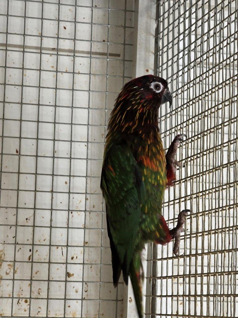 Chalcopsita scintillata rubrifrons; Lorius lory erythrothorax