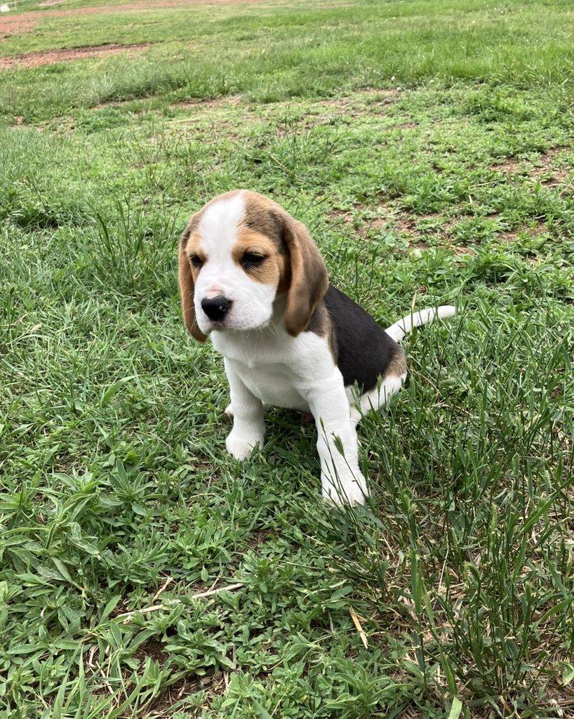 Štěňátka Bígl (též beagle) s PP