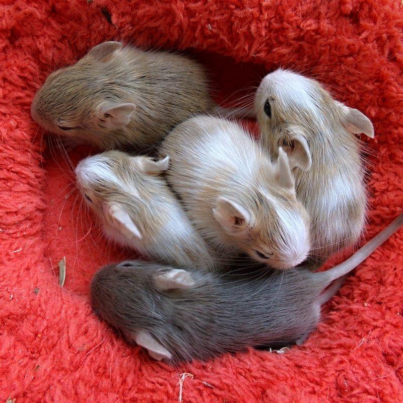 Osmáci degu s PP k rezervaci