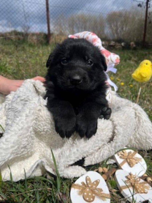 Německý ovčák- štěňata s PP