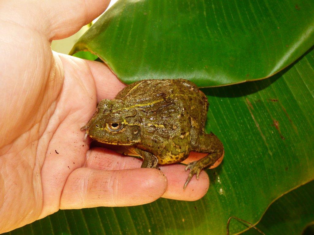 Hrabatka drsná (Pyxicephalus adspersus)