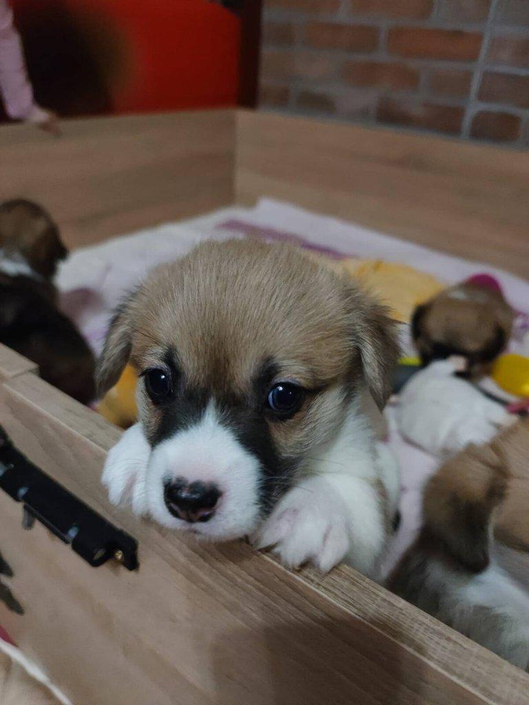 Welsh Corgi Pembroke