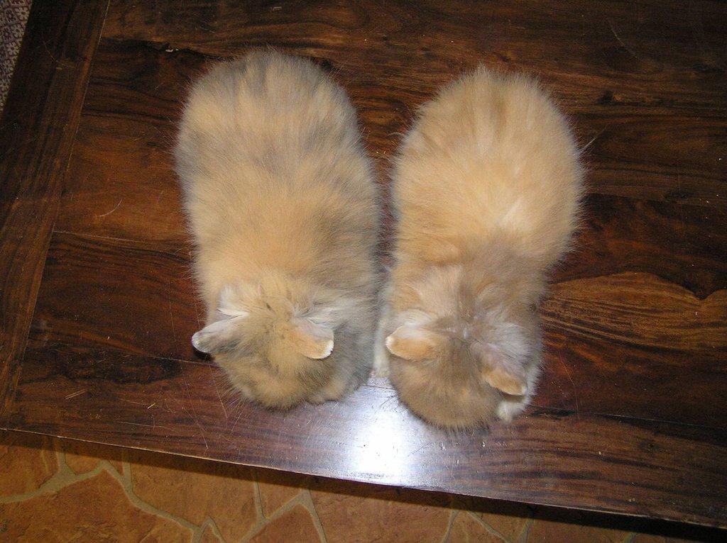 Teddy králíčci zakrslí dlouhosrstí, mláďata
