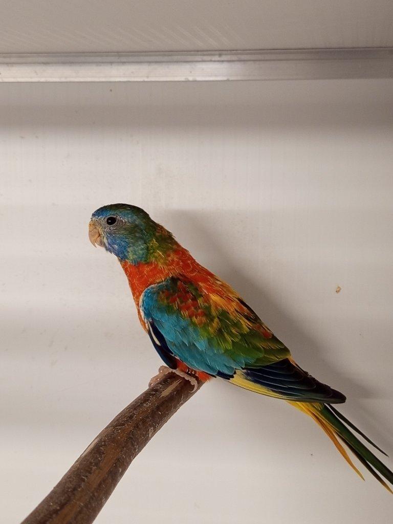 Neofėma modrohlavá