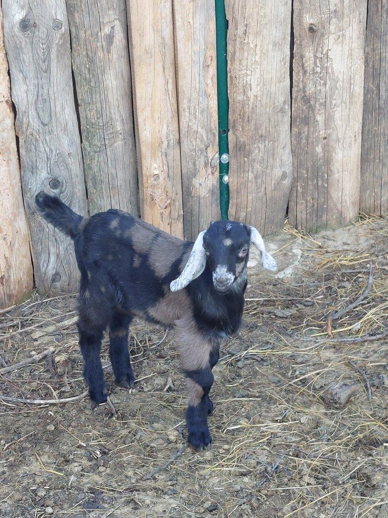 100% AN atraktivní kozlík