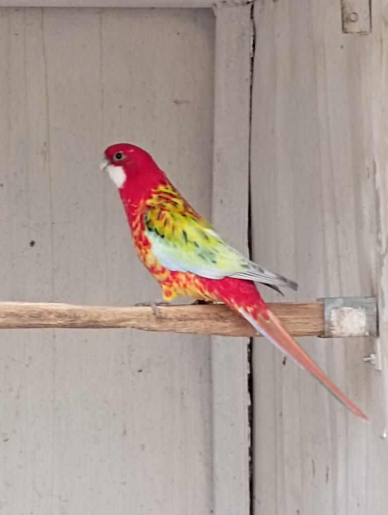 Rosela pestrá černá, modrá, zlatá