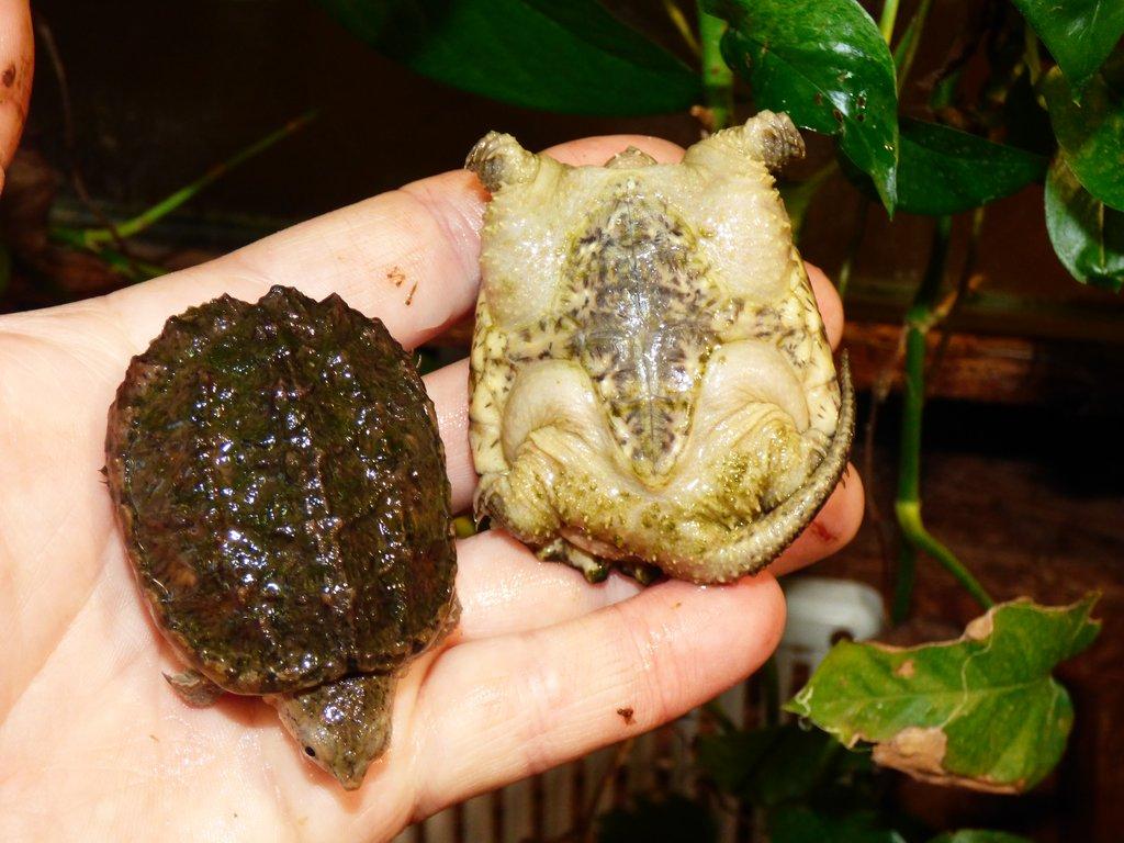 Kajmanka dravá (Chelydra serpentina) vlastní odchov