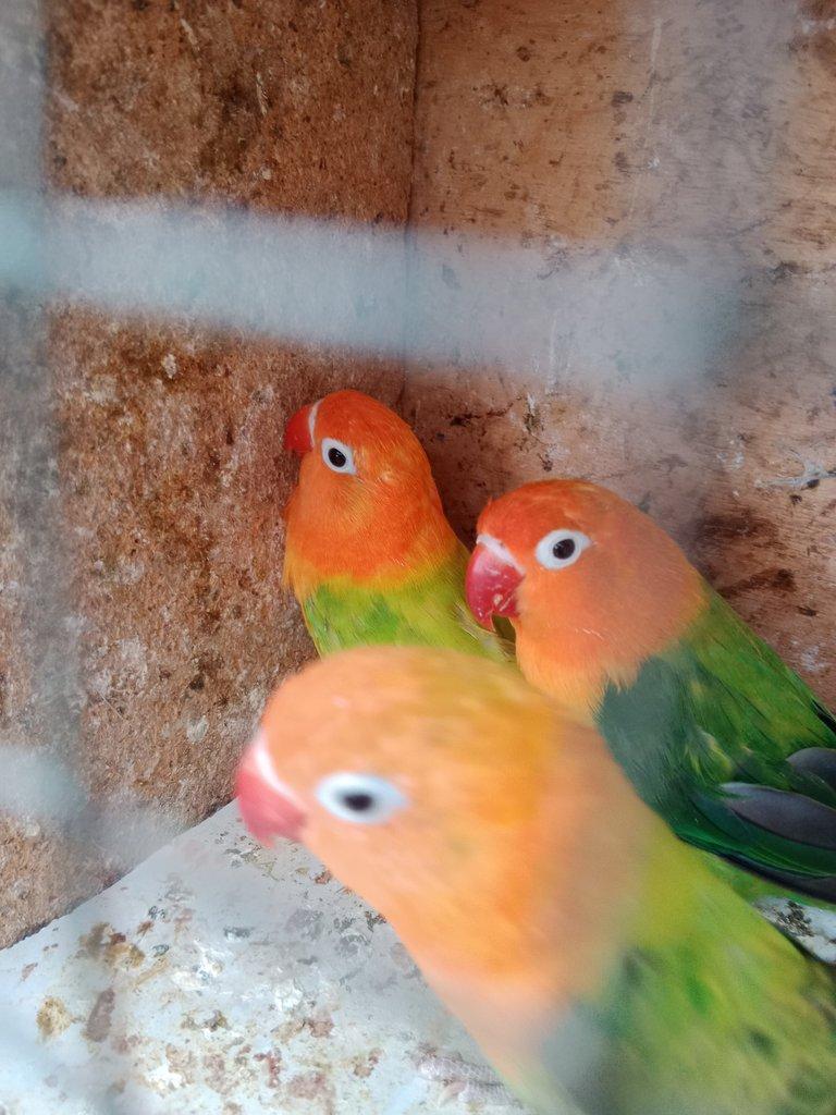 Prodám Fischer opalin