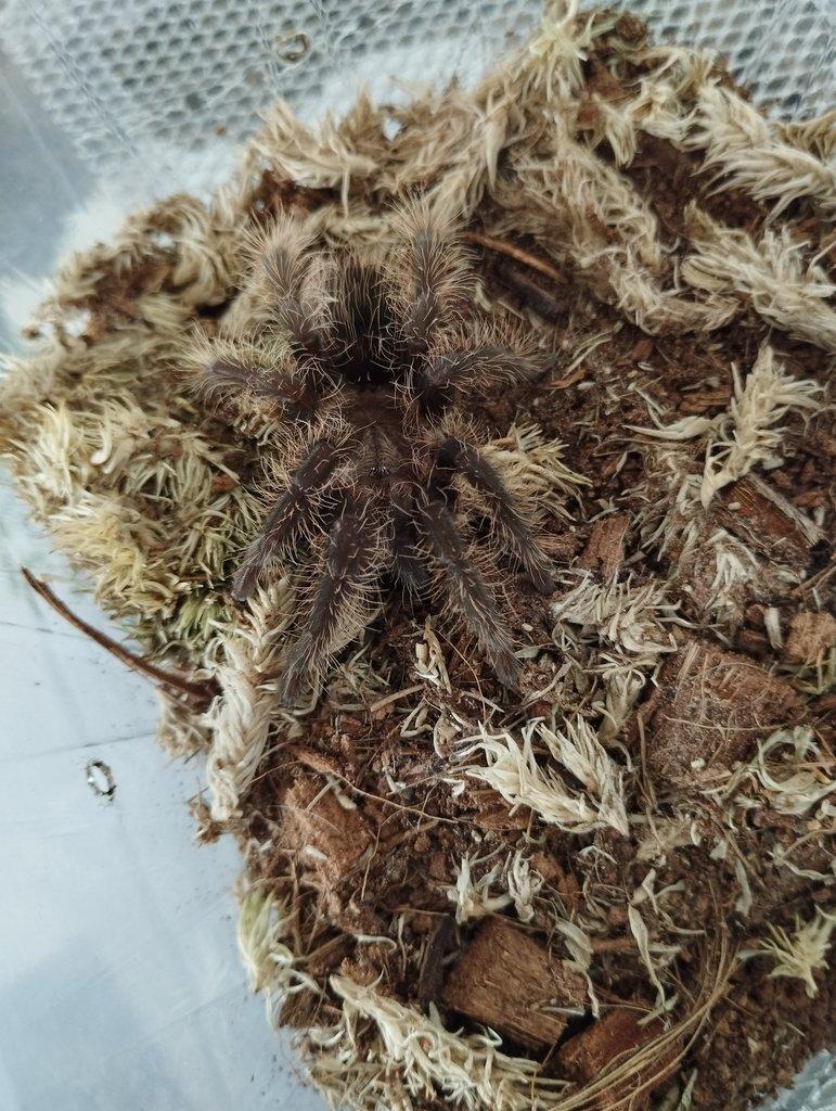 Tliltocatl albopilosum Nicaragua - samička